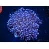 WYSIWYG Euphyllia divisa 1 (Skeleton 8 cm/Flesh 15 cm)