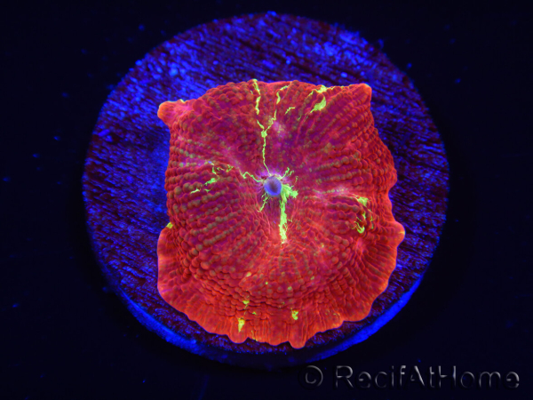 WYSIWYG Discosoma Jawbreaker ULTRA A3