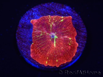 WYSIWYG Discosoma Jawbreaker ULTRA A3