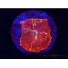 WYSIWYG Discosoma Jawbreaker ULTRA A3