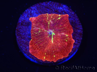 WYSIWYG Discosoma Jawbreaker ULTRA A3