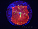 WYSIWYG Discosoma Jawbreaker ULTRA A3