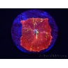 WYSIWYG Discosoma Jawbreaker ULTRA A3