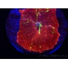 WYSIWYG Discosoma Jawbreaker ULTRA A3
