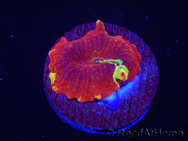 WYSIWYG Discosoma Jawbreaker ULTRA C2