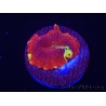 WYSIWYG Discosoma Jawbreaker ULTRA C2