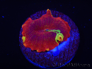 WYSIWYG Discosoma Jawbreaker ULTRA C2