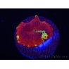 WYSIWYG Discosoma Jawbreaker ULTRA C2