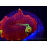 WYSIWYG Discosoma Jawbreaker ULTRA C2