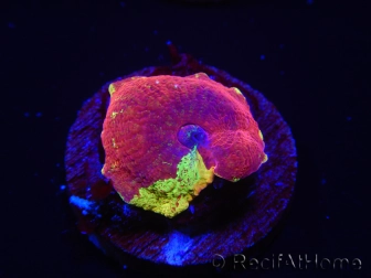 WYSIWYG Discosoma Jawbreaker ULTRA C4