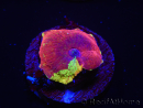 WYSIWYG Discosoma Jawbreaker ULTRA C4