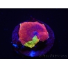 WYSIWYG Discosoma Jawbreaker ULTRA C4