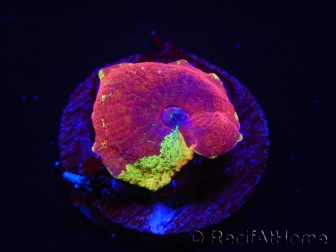 WYSIWYG Discosoma Jawbreaker ULTRA C4
