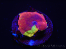 WYSIWYG Discosoma Jawbreaker ULTRA C4