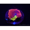 WYSIWYG Discosoma Jawbreaker ULTRA C4