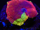 WYSIWYG Discosoma Jawbreaker ULTRA C4