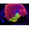 WYSIWYG Discosoma Jawbreaker ULTRA C4