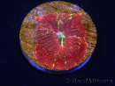 WYSIWYG Discosoma Jawbreaker ULTRA A3