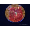 WYSIWYG Discosoma Jawbreaker ULTRA A3