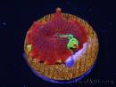 WYSIWYG Discosoma Jawbreaker ULTRA C4
