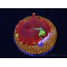 WYSIWYG Discosoma Jawbreaker ULTRA C4