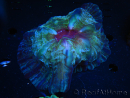 WYSIWYG Cynarina macassarensis 4 (ex Indophyllia) Mastergrade  (Skeleton 4.5 cm/Open Flesh 13 cm)