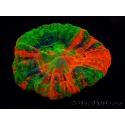 WYSIWYG Homophyllia australis (ex Scolymia) Bleeding Apple 13 (5 cm)