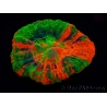 WYSIWYG Homophyllia australis (ex Scolymia) Bleeding Apple 13 (5 cm)