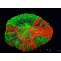 WYSIWYG Homophyllia australis (ex Scolymia) Bleeding Apple 13 (5 cm)