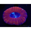 WYSIWYG Trachyphyllia geoffroyi D2 (5.5 cm)