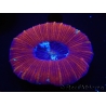 WYSIWYG Trachyphyllia geoffroyi D2 (5.5 cm)