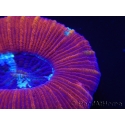 WYSIWYG Trachyphyllia geoffroyi D2 (5.5 cm)