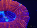 WYSIWYG Trachyphyllia geoffroyi D2 (5.5 cm)