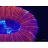 WYSIWYG Trachyphyllia geoffroyi D2 (5.5 cm)
