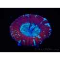 WYSIWYG Trachyphyllia geoffroyi D5 (7.5 cm)