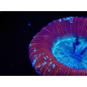WYSIWYG Trachyphyllia geoffroyi D5 (7.5 cm)
