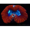 WYSIWYG Trachyphyllia geoffroyi F4 (7.5 cm)