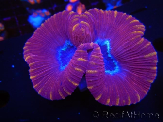 WYSIWYG Trachyphyllia geoffroyi G1 (7.5 cm)