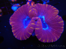 WYSIWYG Trachyphyllia geoffroyi G1 (7.5 cm)