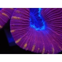 WYSIWYG Trachyphyllia geoffroyi G1 (7.5 cm)