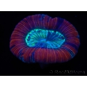 WYSIWYG Trachyphyllia geoffroyi G2 (7.5 cm)