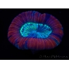 WYSIWYG Trachyphyllia geoffroyi G2 (7.5 cm)