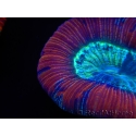 WYSIWYG Trachyphyllia geoffroyi G2 (7.5 cm)