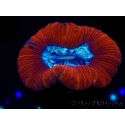 WYSIWYG Trachyphyllia geoffroyi G3 (7.5 cm)
