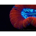 WYSIWYG Trachyphyllia geoffroyi G3 (7.5 cm)