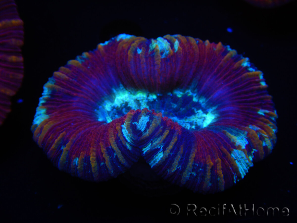 WYSIWYG Trachyphyllia geoffroyi G4 (7.5 cm)