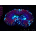 WYSIWYG Trachyphyllia geoffroyi G4 (7.5 cm)