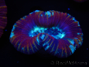 WYSIWYG Trachyphyllia geoffroyi G4 (7.5 cm)