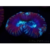 WYSIWYG Trachyphyllia geoffroyi G4 (7.5 cm)