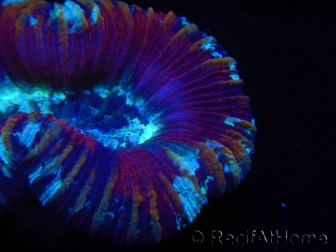 WYSIWYG Trachyphyllia geoffroyi G4 (7.5 cm)